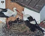 Capi_Dubne_20250416_104003.jpg