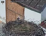 Capi_Dubne_20250416_110003.jpg