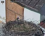 Capi_Dubne_20250416_113503.jpg