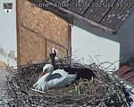 Capi_Dubne_20250416_124502.jpg