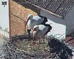 Capi_Dubne_20250416_135002.jpg