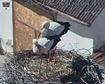 Capi_Dubne_20250416_143003.jpg