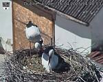 Capi_Dubne_20250416_144003.jpg