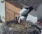 Capi_Dubne_20250416_145502.jpg
