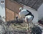 Capi_Dubne_20250416_155502.jpg