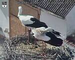 Capi_Dubne_20250416_160003.jpg