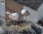 Capi_Dubne_20250416_164003.jpg