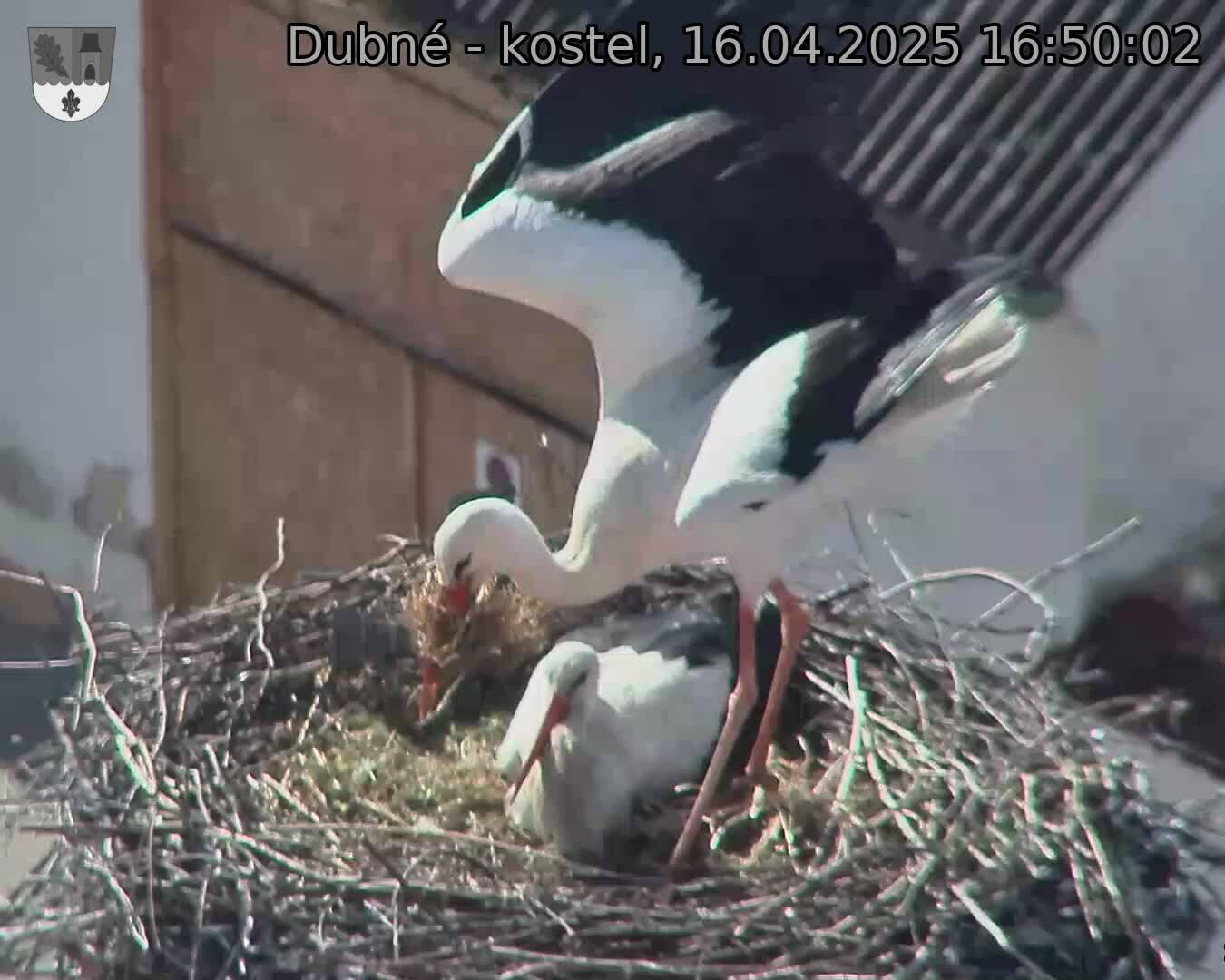 Capi_Dubne_20250416_165002.jpg (1350 x 1080)