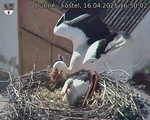 Capi_Dubne_20250416_165002.jpg (1350 x 1080)