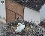 Capi_Dubne_20250416_173002.jpg