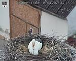 Capi_Dubne_20250416_174503.jpg