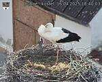 Capi_Dubne_20250416_184003.jpg