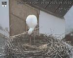 Capi_Dubne_20250416_191502.jpg