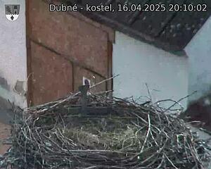 Capi_Dubne_20250416_201002.jpg (1350 x 1080)
