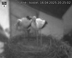 Capi_Dubne_20250416_202502.jpg