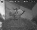 Capi_Dubne_20250416_203002.jpg