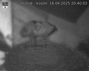 Capi_Dubne_20250416_204002.jpg (1350 x 1080)