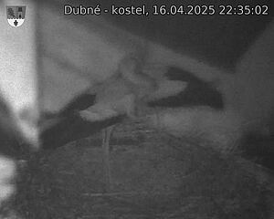 Capi_Dubne_20250416_223502.jpg (1350 x 1080)