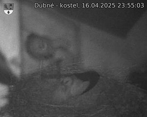 Capi_Dubne_20250416_235503.jpg (1350 x 1080)