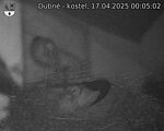 Capi_Dubne_20250417_000502.jpg