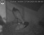 Capi_Dubne_20250417_010003.jpg