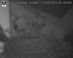 Capi_Dubne_20250417_011002.jpg