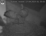 Capi_Dubne_20250417_013503.jpg