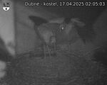 Capi_Dubne_20250417_020503.jpg