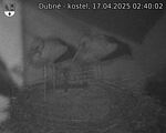 Capi_Dubne_20250417_024002.jpg