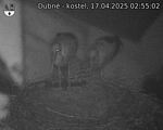 Capi_Dubne_20250417_025502.jpg