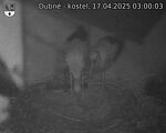 Capi_Dubne_20250417_030003.jpg