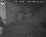 Capi_Dubne_20250417_030502.jpg