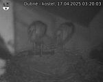 Capi_Dubne_20250417_032003.jpg