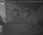 Capi_Dubne_20250417_032502.jpg