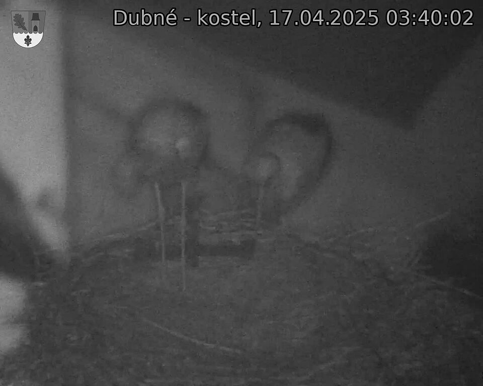 Capi_Dubne_20250417_034002.jpg (1350 x 1080)