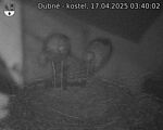 Capi_Dubne_20250417_034002.jpg