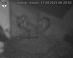 Capi_Dubne_20250417_042002.jpg
