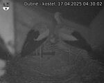 Capi_Dubne_20250417_043002.jpg