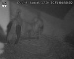 Capi_Dubne_20250417_045002.jpg