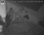 Capi_Dubne_20250417_050502.jpg