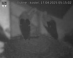 Capi_Dubne_20250417_051502.jpg