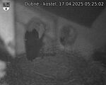 Capi_Dubne_20250417_052502.jpg