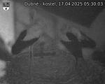 Capi_Dubne_20250417_053003.jpg