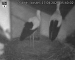 Capi_Dubne_20250417_054002.jpg