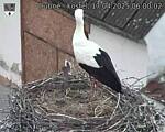 Capi_Dubne_20250417_060002.jpg