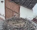 Capi_Dubne_20250417_060502.jpg
