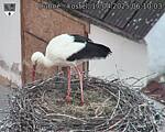 Capi_Dubne_20250417_061003.jpg
