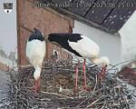 Capi_Dubne_20250417_062503.jpg