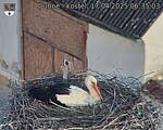 Capi_Dubne_20250417_063503.jpg