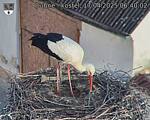 Capi_Dubne_20250417_064003.jpg